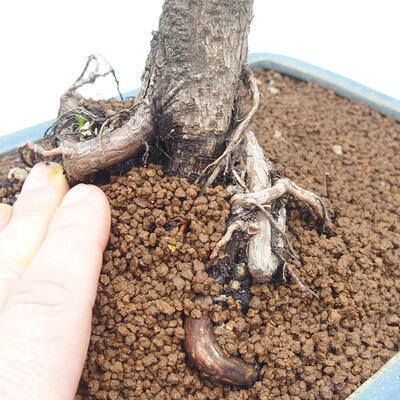 Vonkajší bonsai - Pinus mugo - Borovica kľač - 5