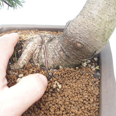 Vonkajší bonsai - Pinus mugo - Borovica kľač - 5