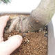 Vonkajší bonsai - Pinus mugo - Borovica kľač - 5/5