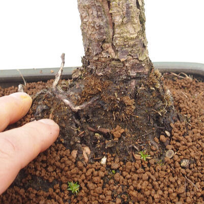 Vonkajší bonsai - Pinus sylvestris Watereri - Borovica lesná - 5