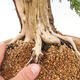 Vonkajšie bonsai - Juniperus chinensis -Jalovec čínsky - 5/6