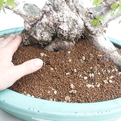Vonkajší bonsai -Carpinus CARPINOIDES - Hrab kórejský VB2020-566 - 5