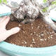 Vonkajší bonsai -Carpinus CARPINOIDES - Hrab kórejský VB2020-566 - 5/5