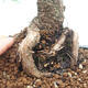 Vonkajší bonsai - Pinus mugo - Borovica kľač - 5/5