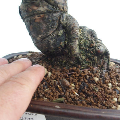 Pinus thunbergii - Borovica thunbergova VB2020-572 - 5