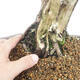 Vonkajšie bonsai - Juniperus chinensis -Jalovec čínsky - 5/6