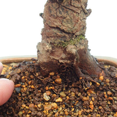 Vonkajšie bonsai - Zelkova - Zelkova Nirom - 5
