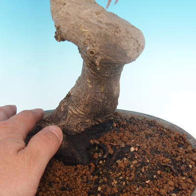 Vonkajšie bonsai - Acer pamnatum -Javor dlaňovitolistý - 5