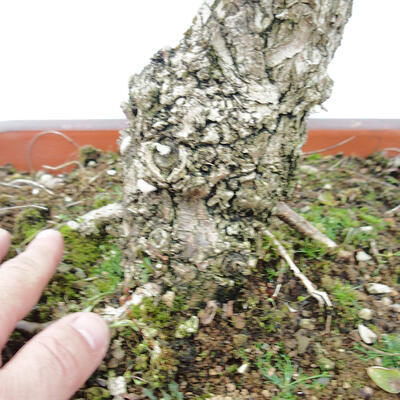 Vonkajšie bonsai - Agát - Robinia pseudoacacia - 5