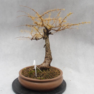 Vonkajší bonsai -Modřín opadavý - Larix decidua - 5