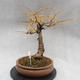 Vonkajší bonsai -Modřín opadavý - Larix decidua - 5/6