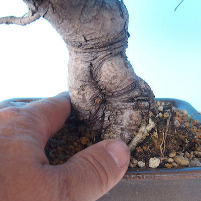Pinus thunbergii - Borovica thunbergova - 5