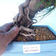 Pinus thunbergii - Borovica thunbergova - 5/5