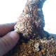 Vonkajší bonsai -Carpinus CARPINOIDES - Hrab kórejský - 5/5