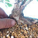 Vonkajší bonsai -Carpinus CARPINOIDES - Hrab kórejský - 5/5