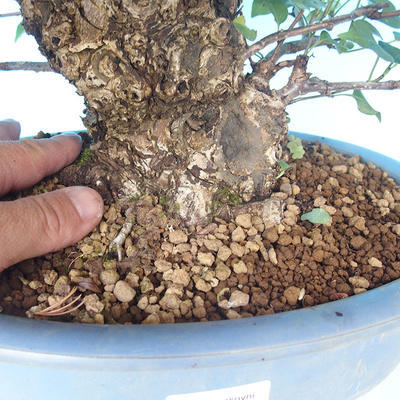 Vonkajšie bonsai - Japonská hruška Nash - Pyrus pyrifolia - 5