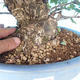 Vonkajšie bonsai - Japonská hruška Nash - Pyrus pyrifolia - 5/6