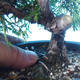 Vonkajšie bonsai - Juniperus chinensis Itoigawa - Jalovec čínsky - 5/6