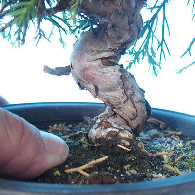 Vonkajšie bonsai - Juniperus chinensis Itoigawa - Jalovec čínsky - 5