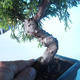 Vonkajšie bonsai - Juniperus chinensis Itoigawa - Jalovec čínsky - 5/6