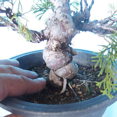 Vonkajšie bonsai - Juniperus chinensis Itoigawa - Jalovec čínsky - 5