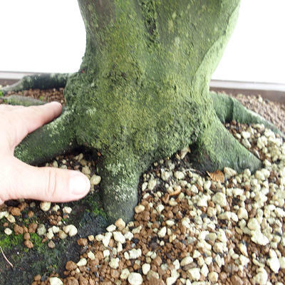 Vonkajšie bonsai - Hrab obyčajný - Carpinus betulus VB2019-26689 - 5
