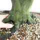 Vonkajšie bonsai - Hrab obyčajný - Carpinus betulus VB2019-26689 - 5/5