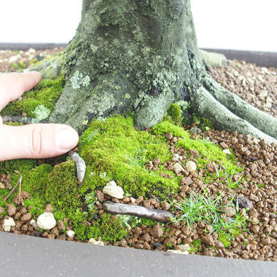 Vonkajšie bonsai - Hrab obyčajný - Carpinus betulus VB2019-26690 - 5