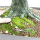 Vonkajšie bonsai - Hrab obyčajný - Carpinus betulus VB2019-26690 - 5/5