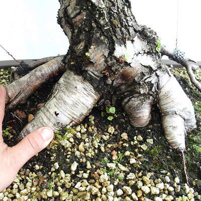 Vonkajšie bonsai - Betula verrucosa - Breza previsnutá VB2019-26695 - 5