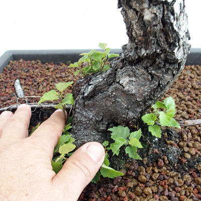 Vonkajšie bonsai - Betula verrucosa - Breza previsnutá VB2019-26697 - 5
