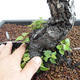 Vonkajšie bonsai - Betula verrucosa - Breza previsnutá VB2019-26697 - 5/5