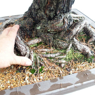 Vonkajšie bonsai - Pinus sylvestris - Borovica lesná VB2019-26699 - 5