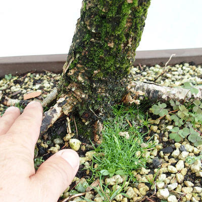 Vonkajší bonsai -Larix decidua - Smrekovec opadavý VB2019-26704 - 5