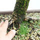 Vonkajší bonsai -Larix decidua - Smrekovec opadavý VB2019-26704 - 5/5
