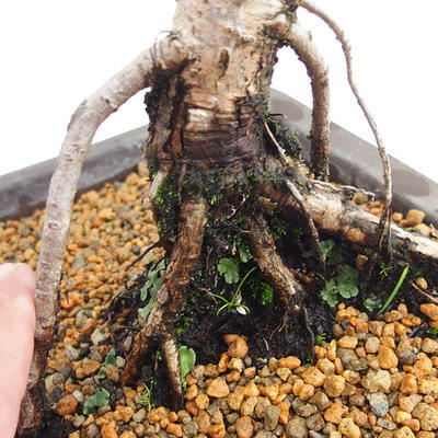 Vonkajší bonsai -Larix decidua - Smrekovec opadavý VB2019-26707 - 5