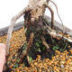 Vonkajší bonsai -Larix decidua - Smrekovec opadavý VB2019-26707 - 5/5