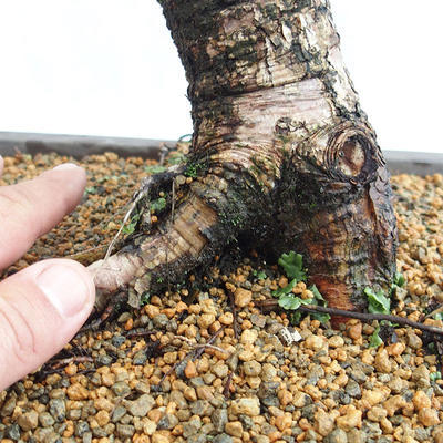 Vonkajší bonsai -Larix decidua - Smrekovec opadavý VB2019-26708 - 5
