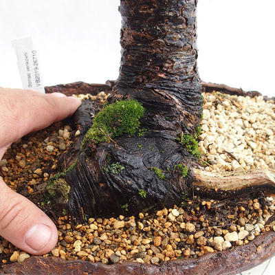 Vonkajší bonsai -Larix decidua - Smrekovec opadavý VB2019-26710 - 5