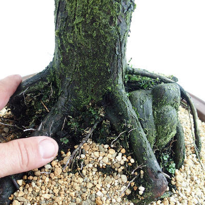 Vonkajšie bonsai - Metasequoia glyptostroboides - Metasekvoja Čínska malolistá VB2019-26711 - 5