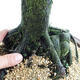 Vonkajšie bonsai - Metasequoia glyptostroboides - Metasekvoja Čínska malolistá VB2019-26711 - 5/6