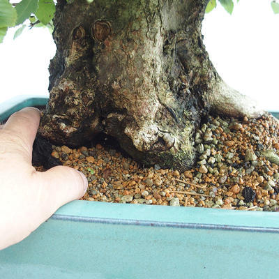 Vonkajšie bonsai - Hrab kórejsky - Carpinus carpinoides VB2019-26715 - 5