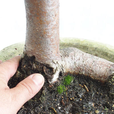 Vonkajšie bonsai - Lipa malolistá - Tilia cordata 404-VB2019-26717 - 5