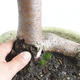 Vonkajšie bonsai - Lipa malolistá - Tilia cordata 404-VB2019-26717 - 5/5