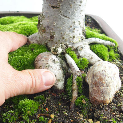 Vonkajšie bonsai - Lipa malolistá - Tilia cordata 404-VB2019-26718 - 5