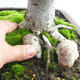 Vonkajšie bonsai - Lipa malolistá - Tilia cordata 404-VB2019-26718 - 5/5