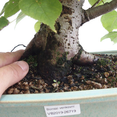 Vonkajšie bonsai - Lipa malolistá - Tilia cordata 404-VB2019-26719 - 5