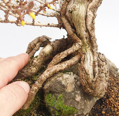Vonkajší bonsai - Zlatice - Forsythia intermedia maluch - 5