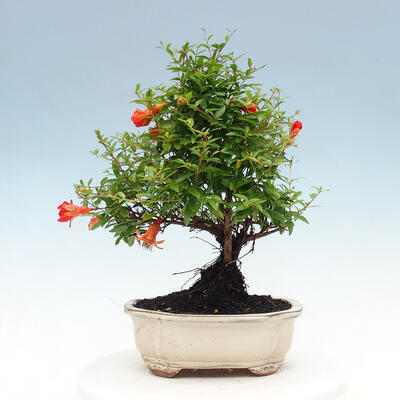 Izbová bonsai-Punic granatum nana-Granátové jablko - 5