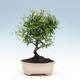 Izbová bonsai-Punic granatum nana-Granátové jablko - 5/6